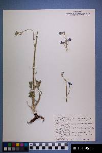 Delphinium scaposum image